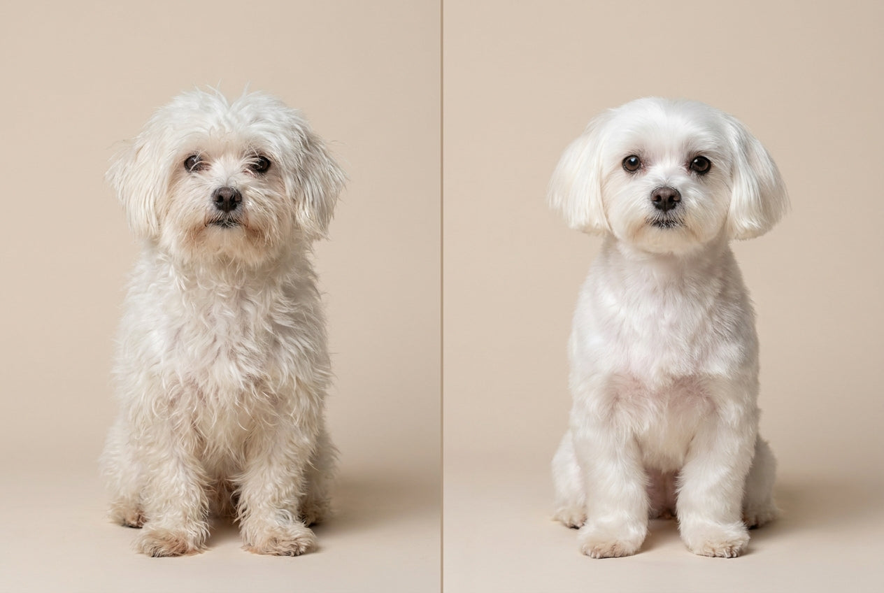 Dog coat before and after